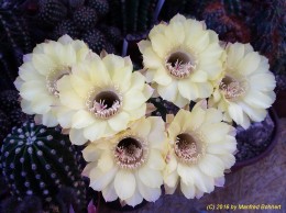 Echinopsis Hybride 040